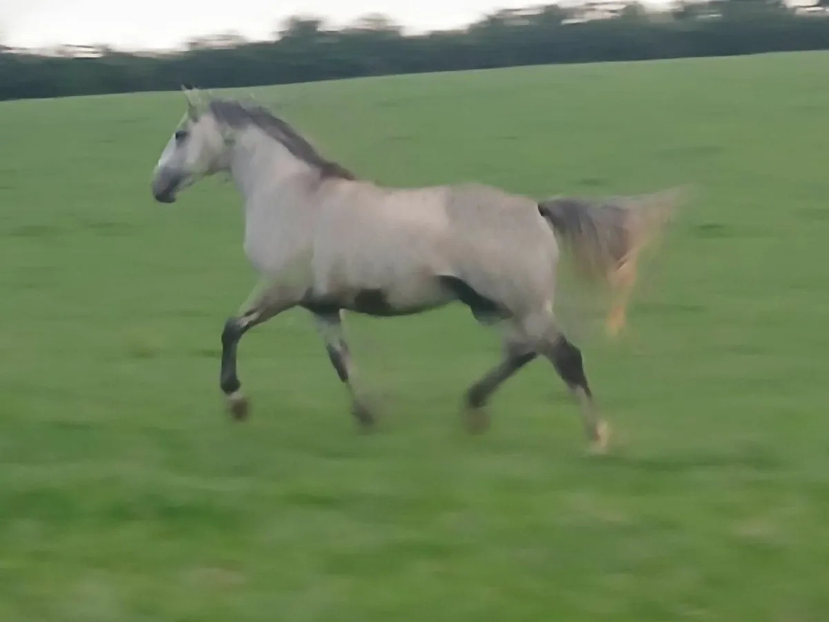 Horse - Image 4