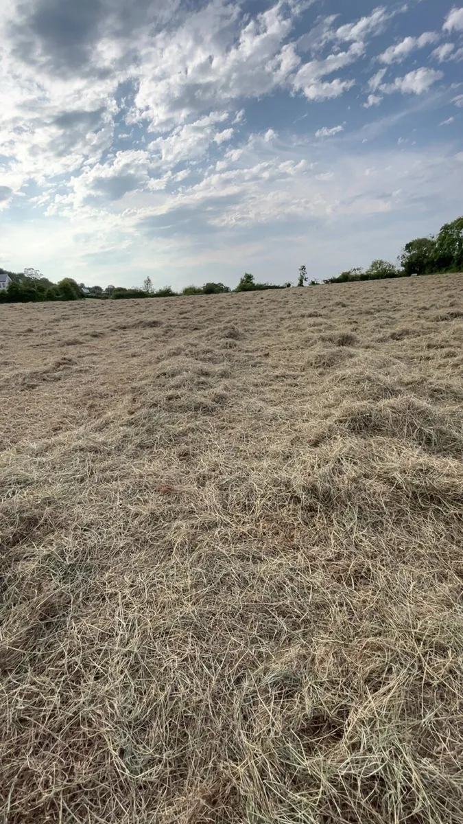 Hay for sale bailing tomorrow - Image 1