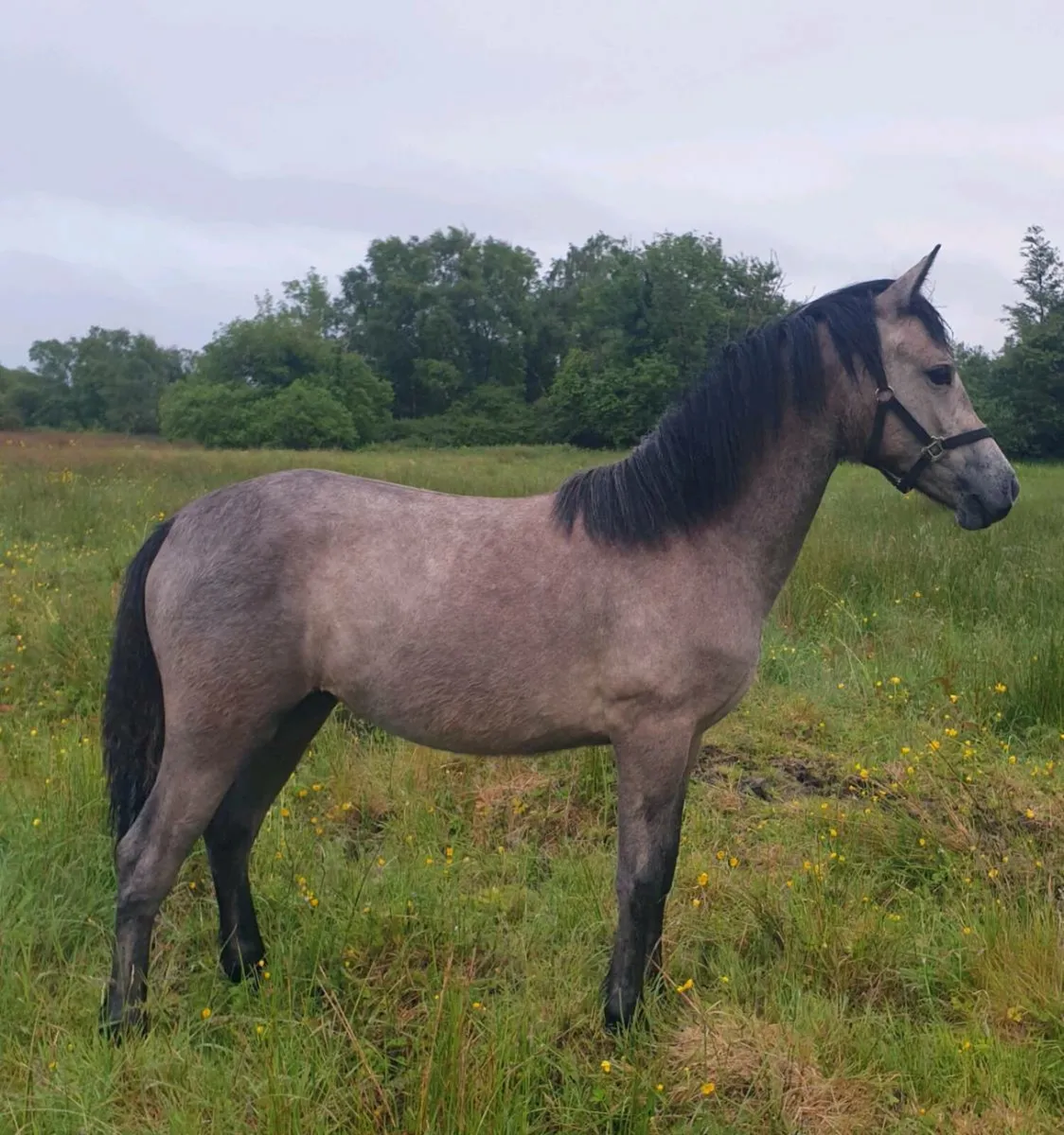 Connemara yearling - Image 1
