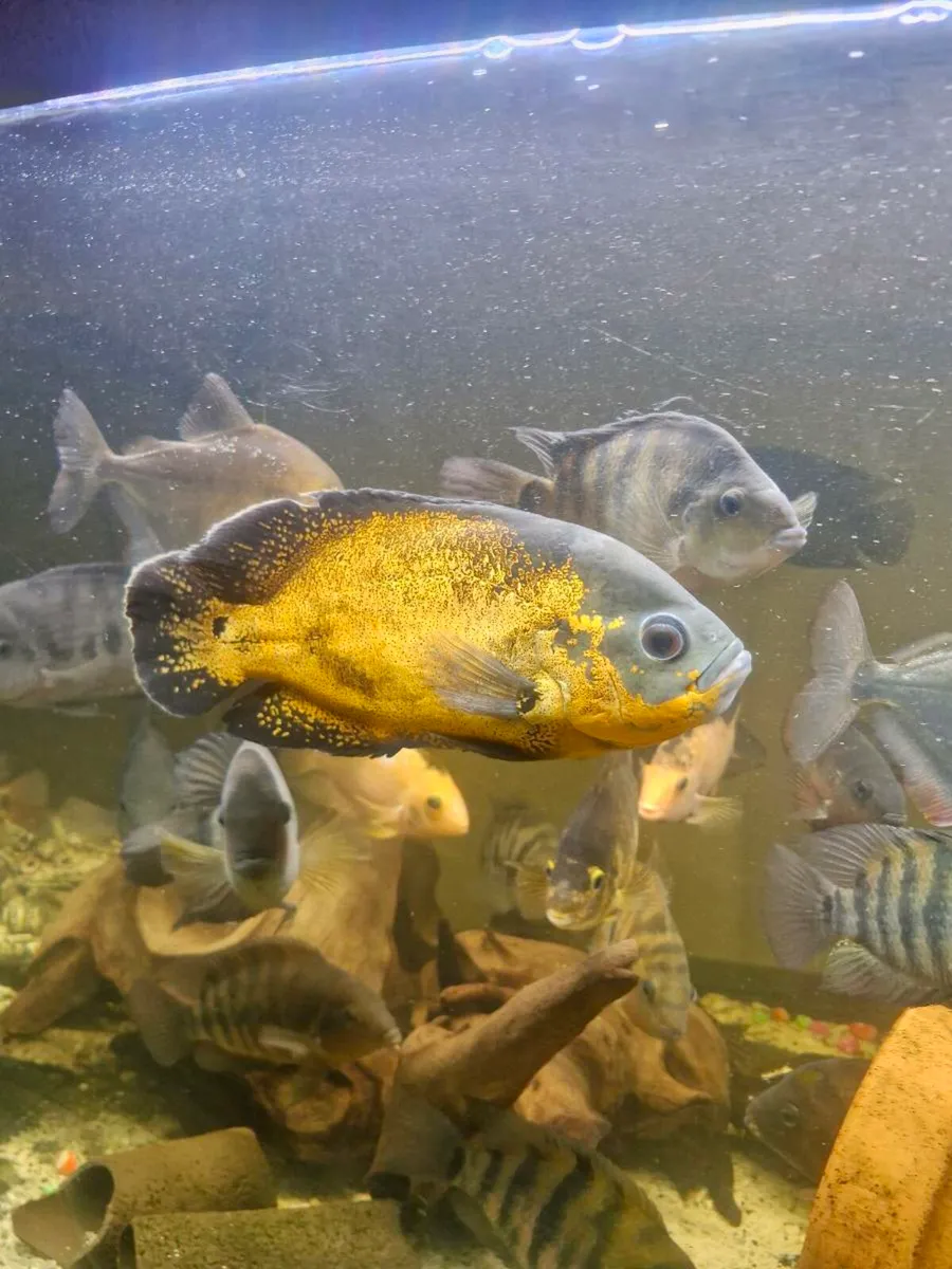 American Cichlids - Image 1