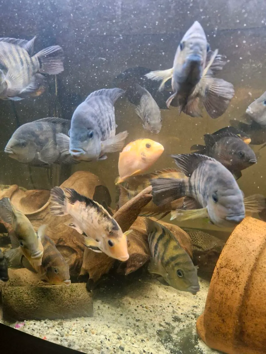 American Cichlids - Image 2