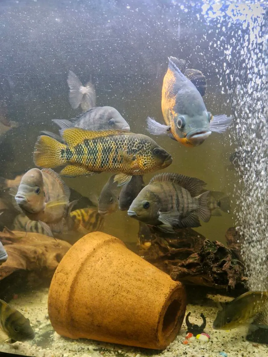 American Cichlids - Image 3