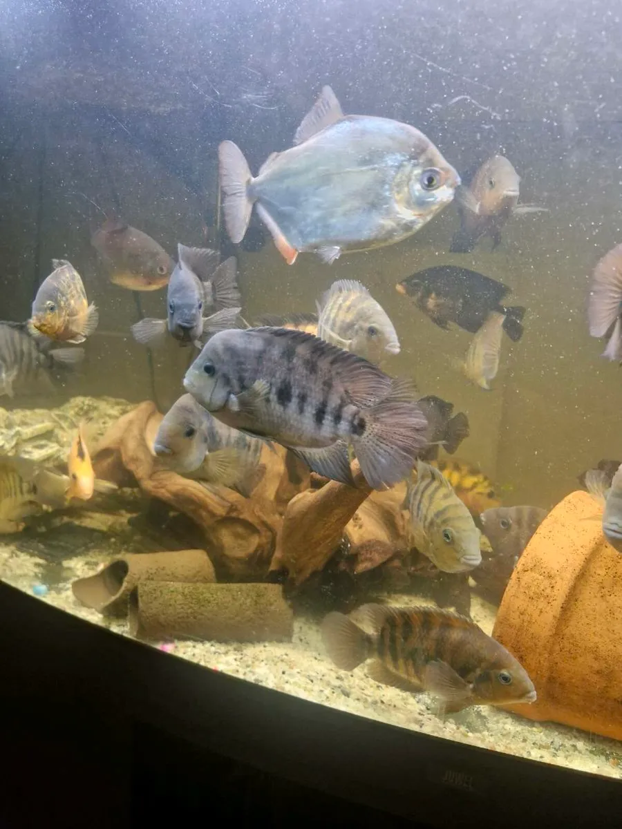 American Cichlids - Image 4
