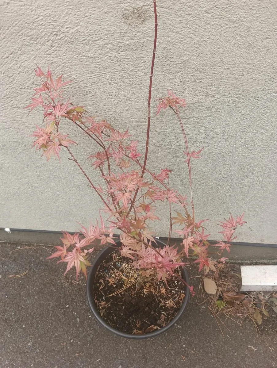 Beautiful Japanese maple - Image 1
