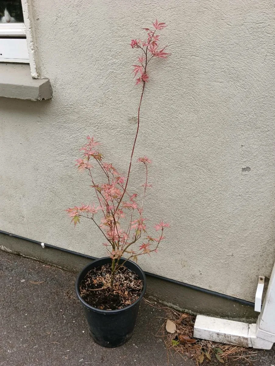 Beautiful Japanese maple - Image 2