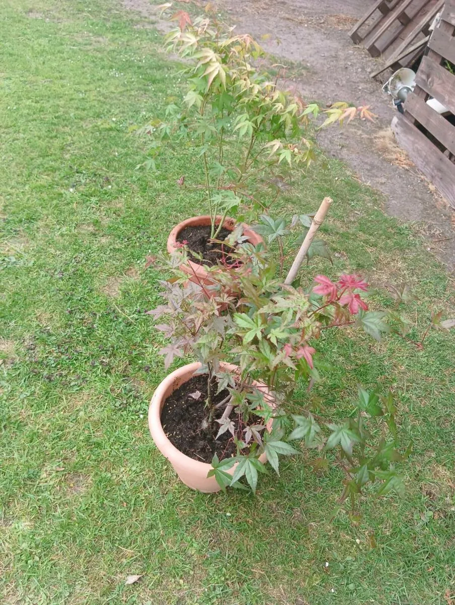Beautiful Japanese maple - Image 3