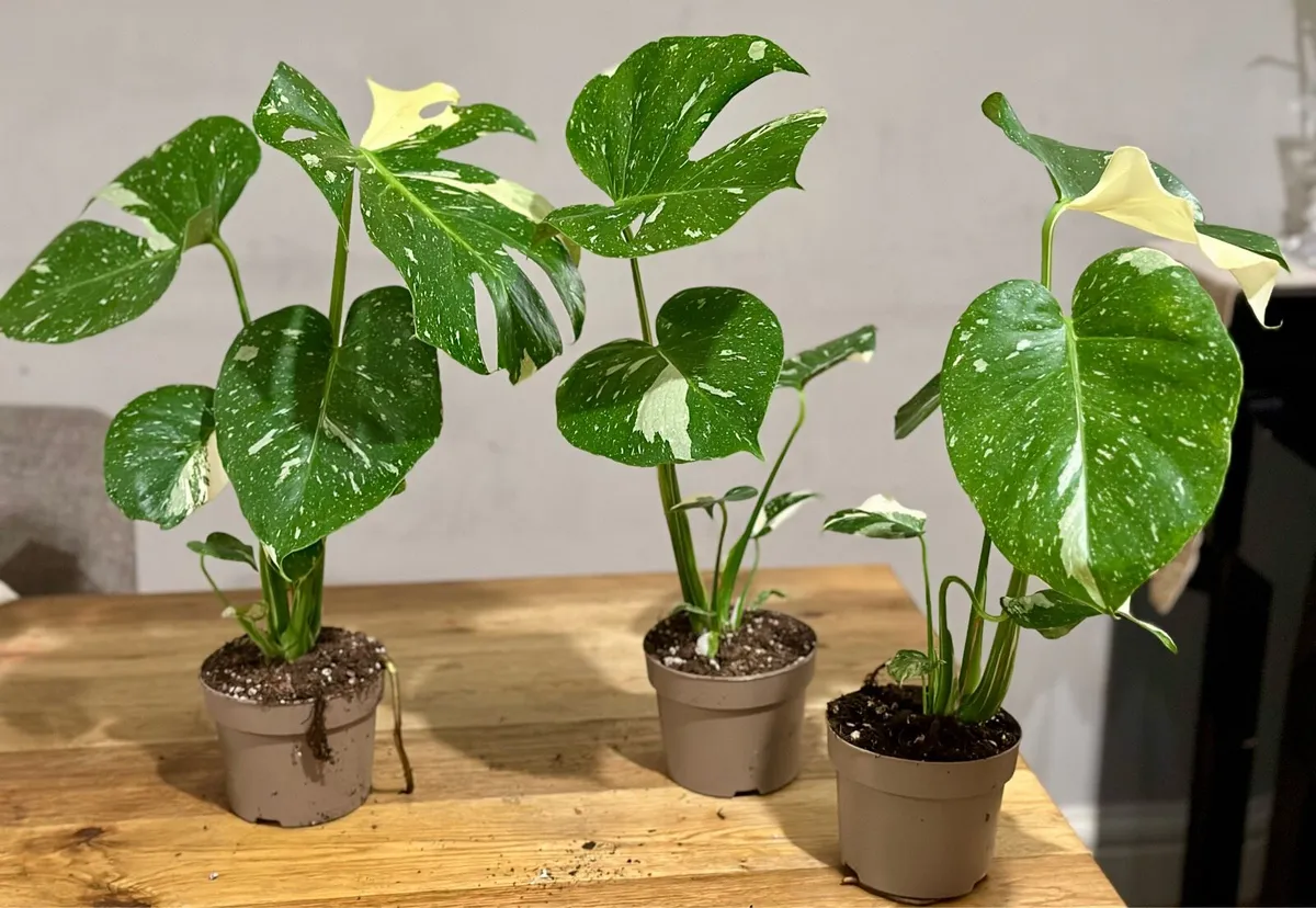 Various Indoor Plants - Image 2