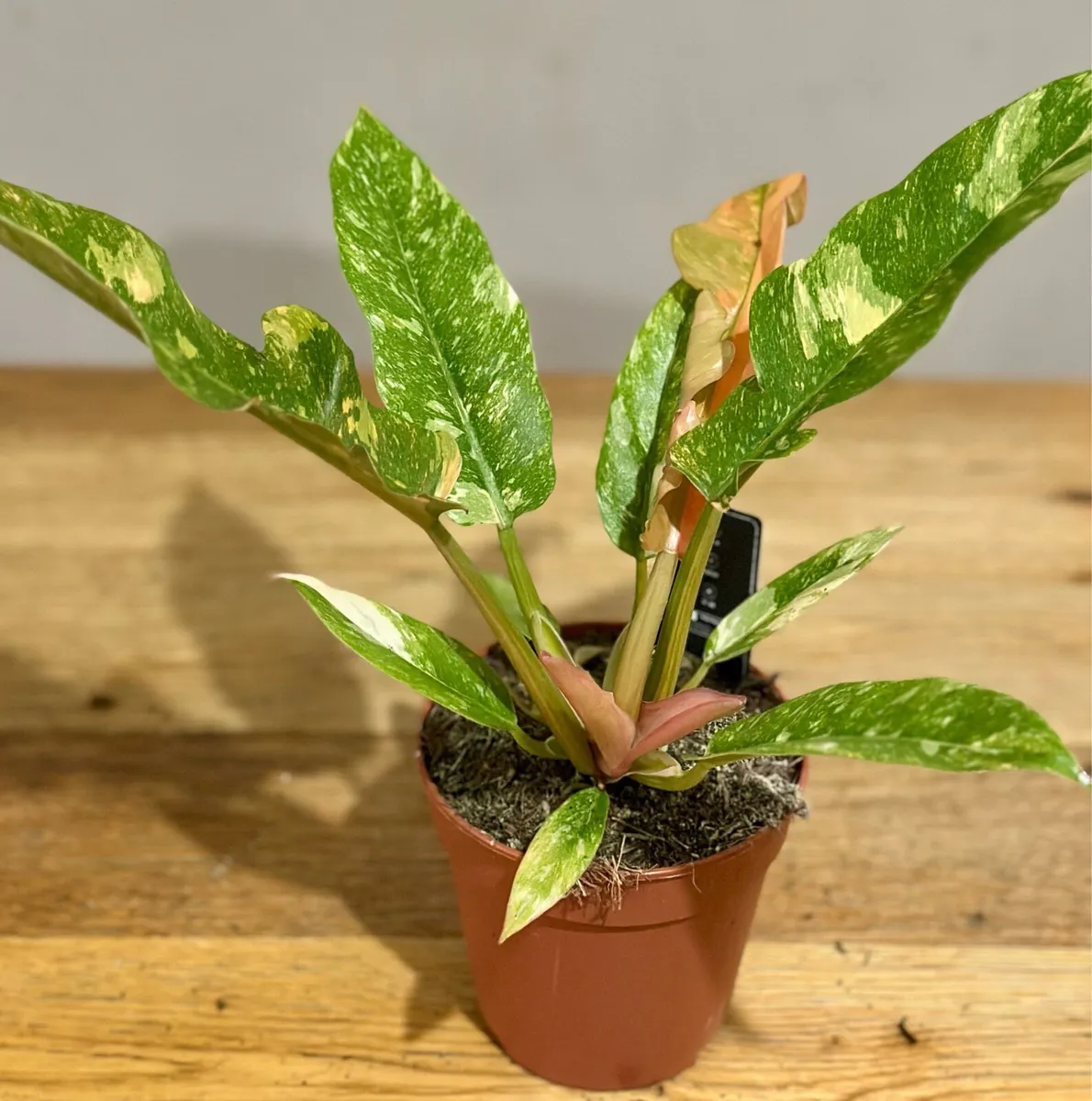 Various Indoor Plants - Image 3