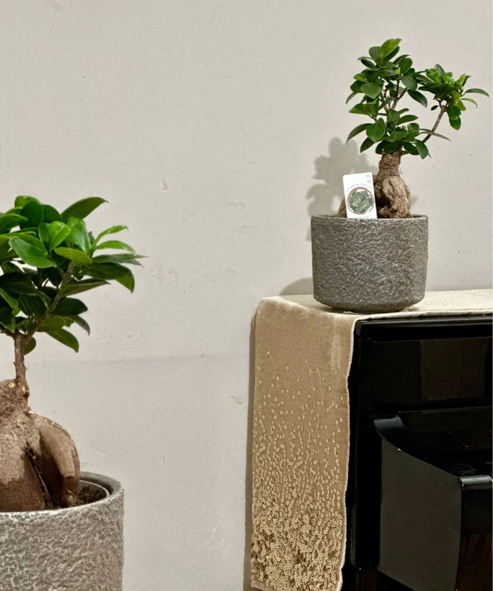 Various Indoor Plants - Image 4