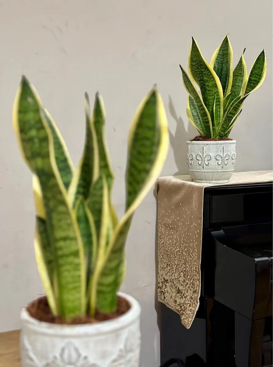 Various Indoor Plants - Image 1