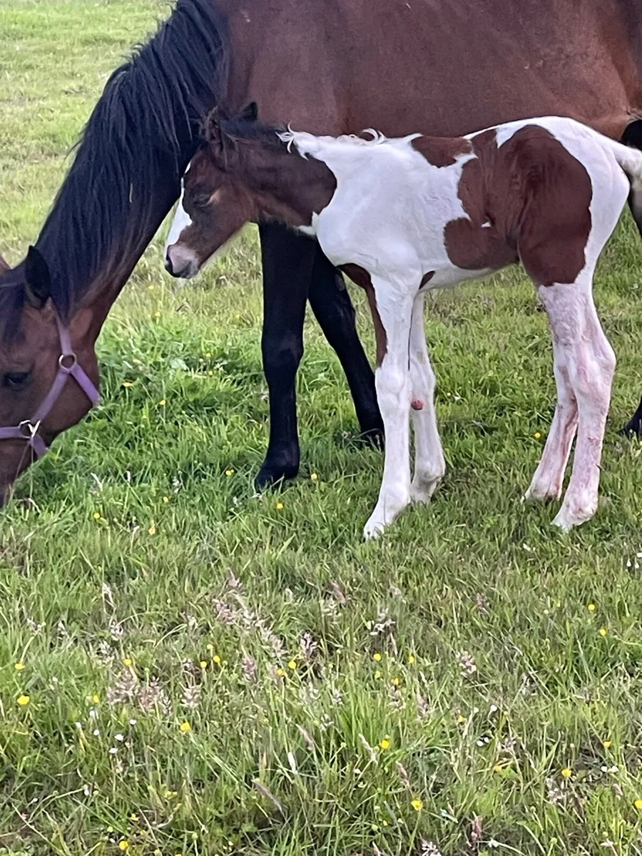 Mare and foal - Image 1