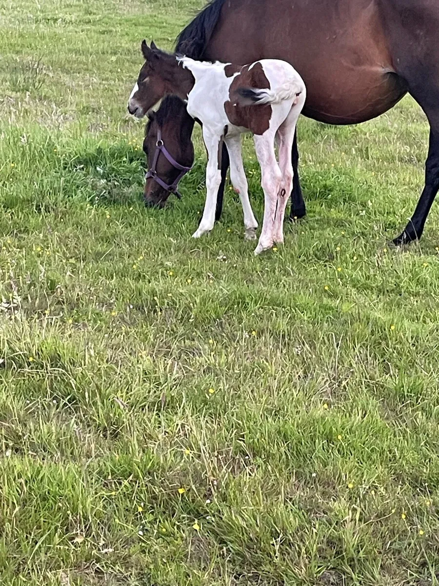 Mare and foal - Image 2