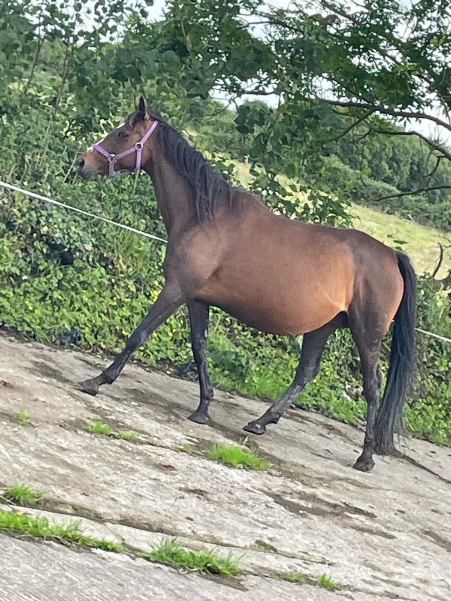 Mare and foal - Image 3