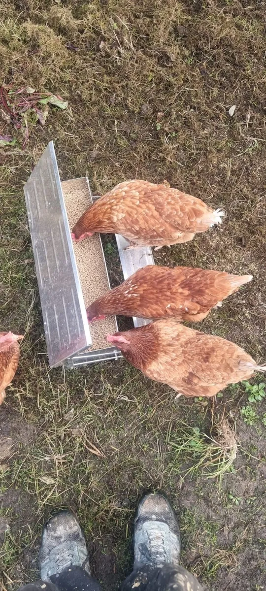 Hen Boarding - Image 2