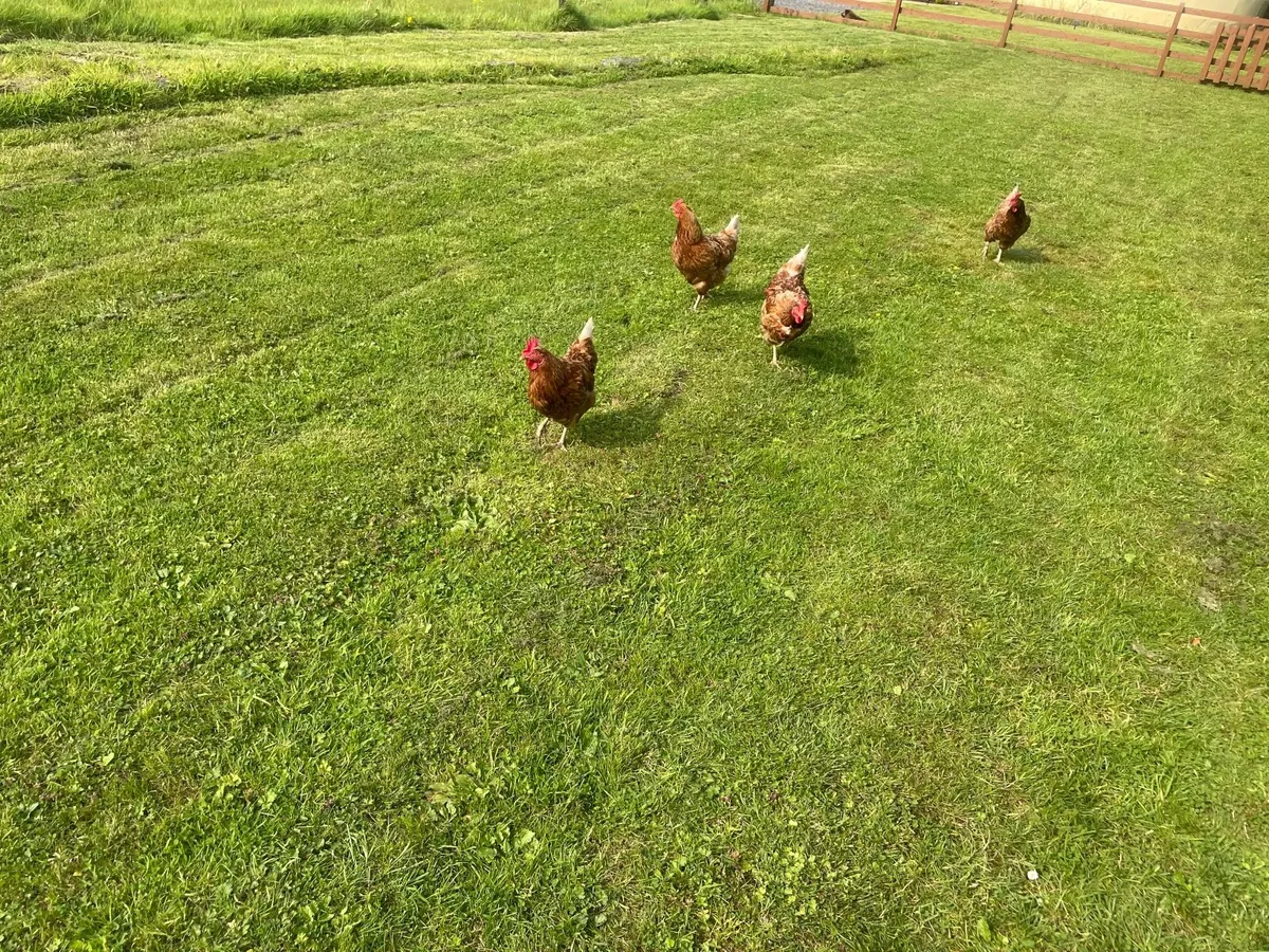 Hen Boarding - Image 3