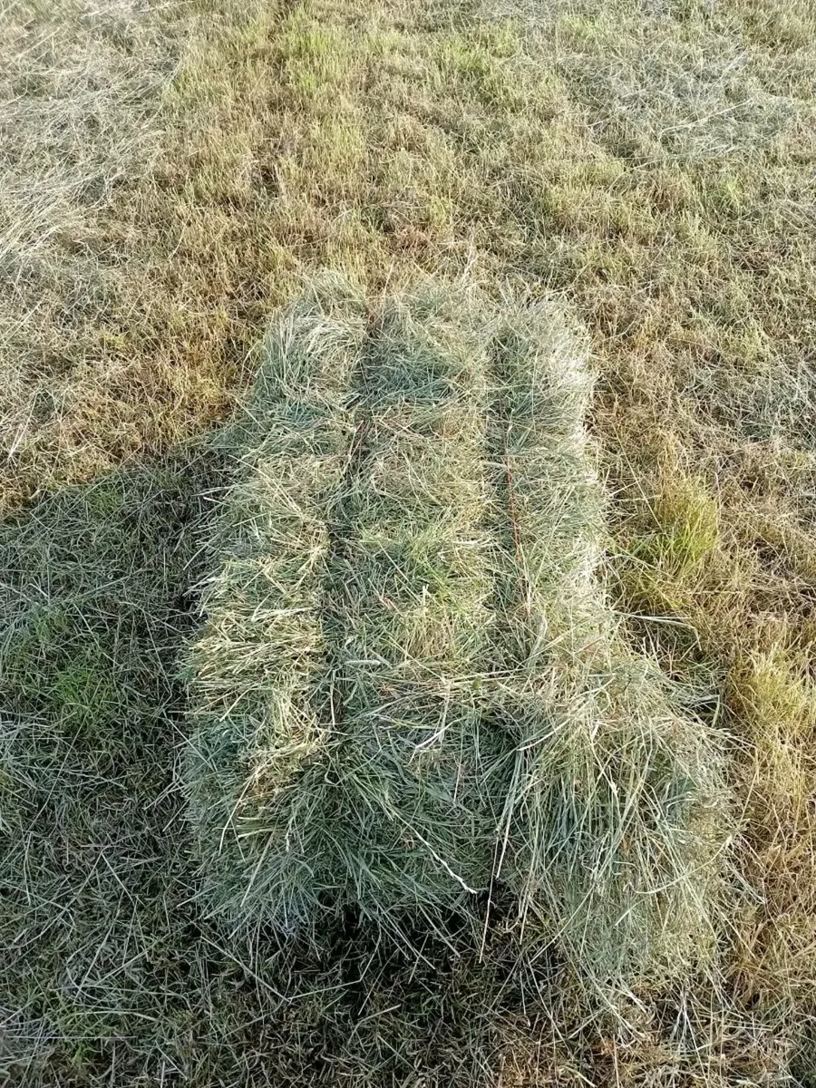 Hay For Sale Small Squares - Image 1