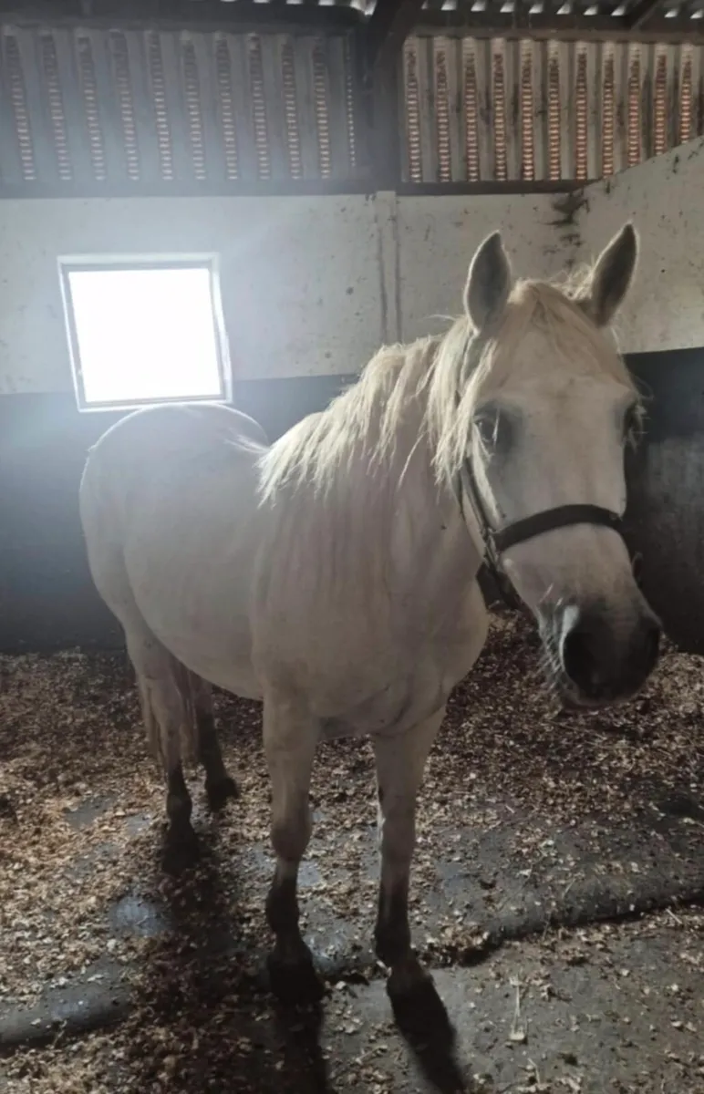 Connemara mare - Image 1