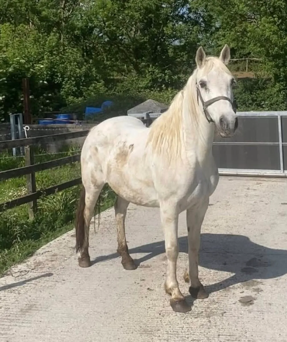 Connemara mare - Image 2