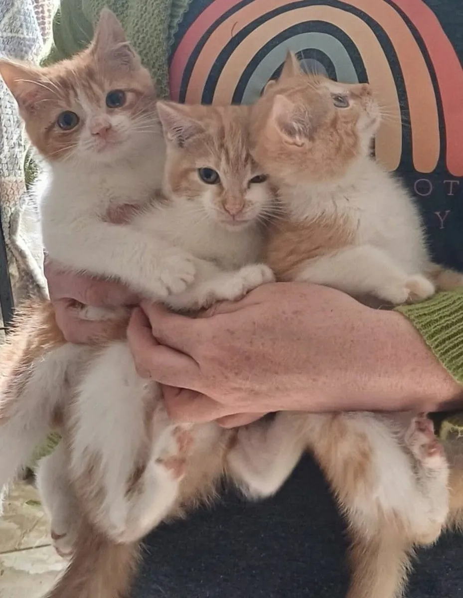 3 ginger and white female Kittens - Image 1