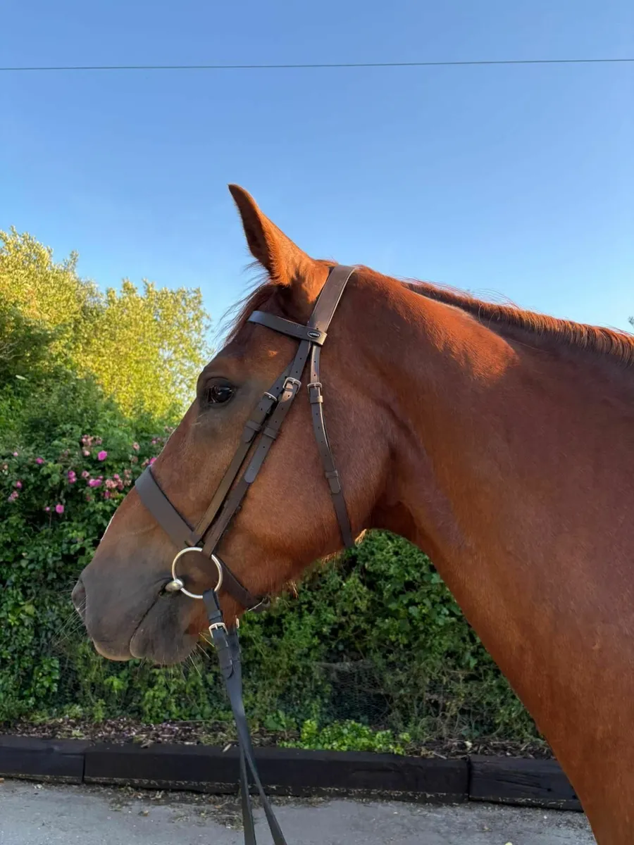 Stunning Irish Draught Gelding. RID - Image 1
