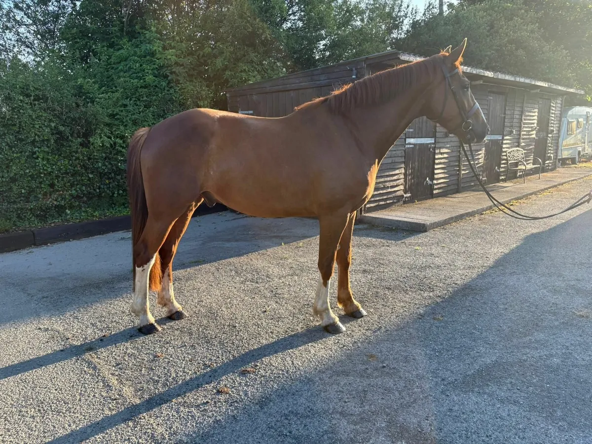 Stunning Irish Draught Gelding. RID - Image 2