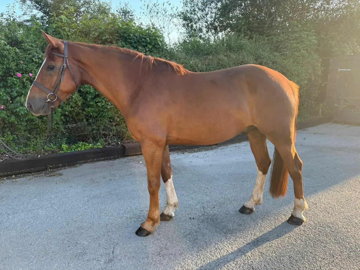 Stunning Irish Draught Gelding. RID - Image 3