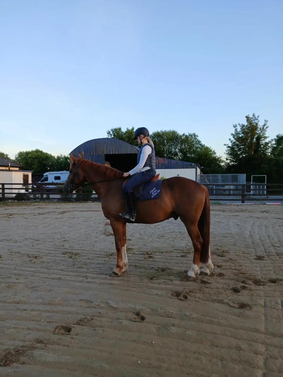 Stunning Irish Draught Gelding. RID - Image 4