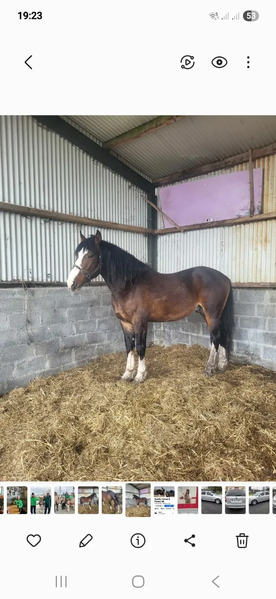 Stallion - Image 1