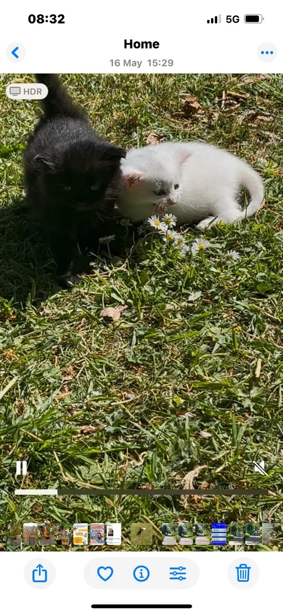 Beautiful little white kitten