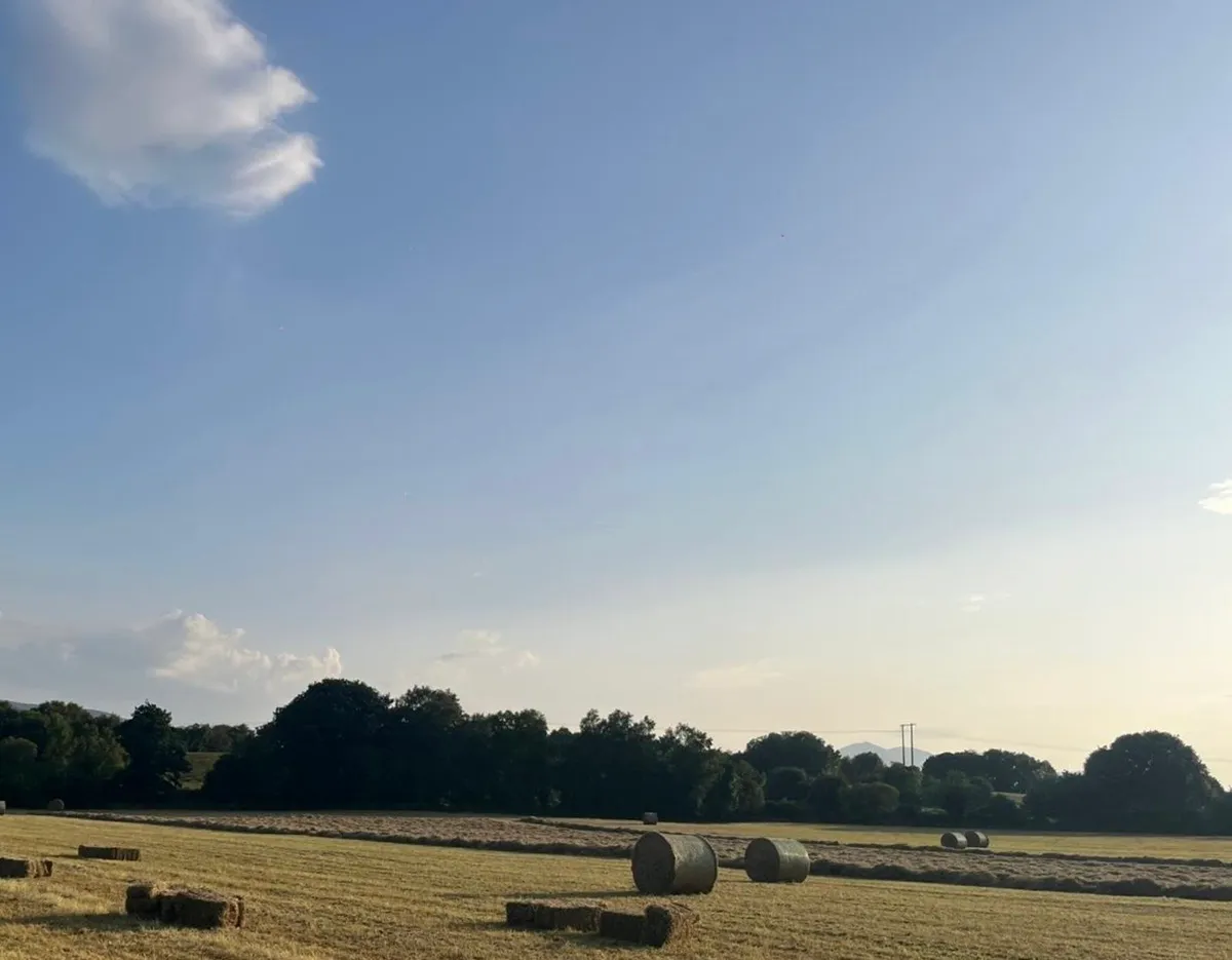 Hay - Image 2
