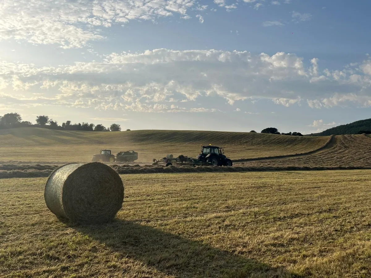 Hay - Image 1