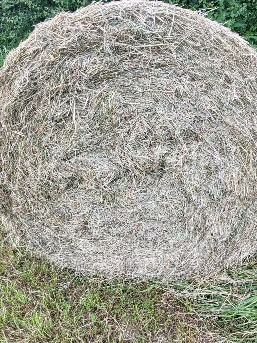Hay - Image 2
