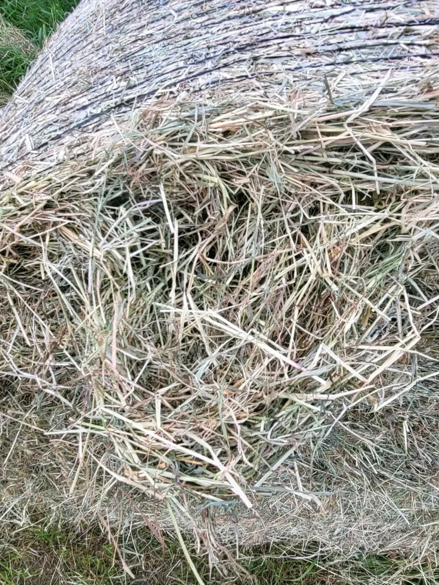 Hay - Image 3
