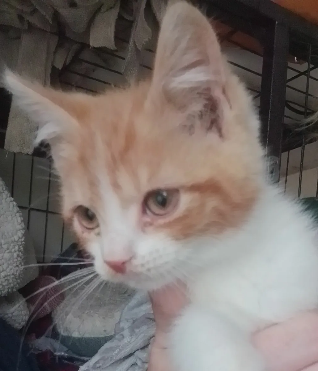 3 ginger and white female Kittens - Image 3