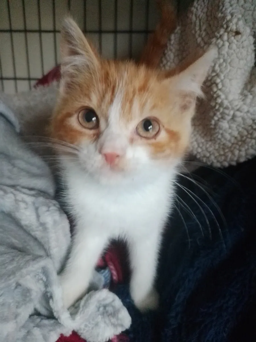 3 ginger and white female Kittens - Image 4