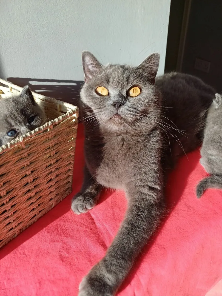 British Shorthair kittens - Image 3