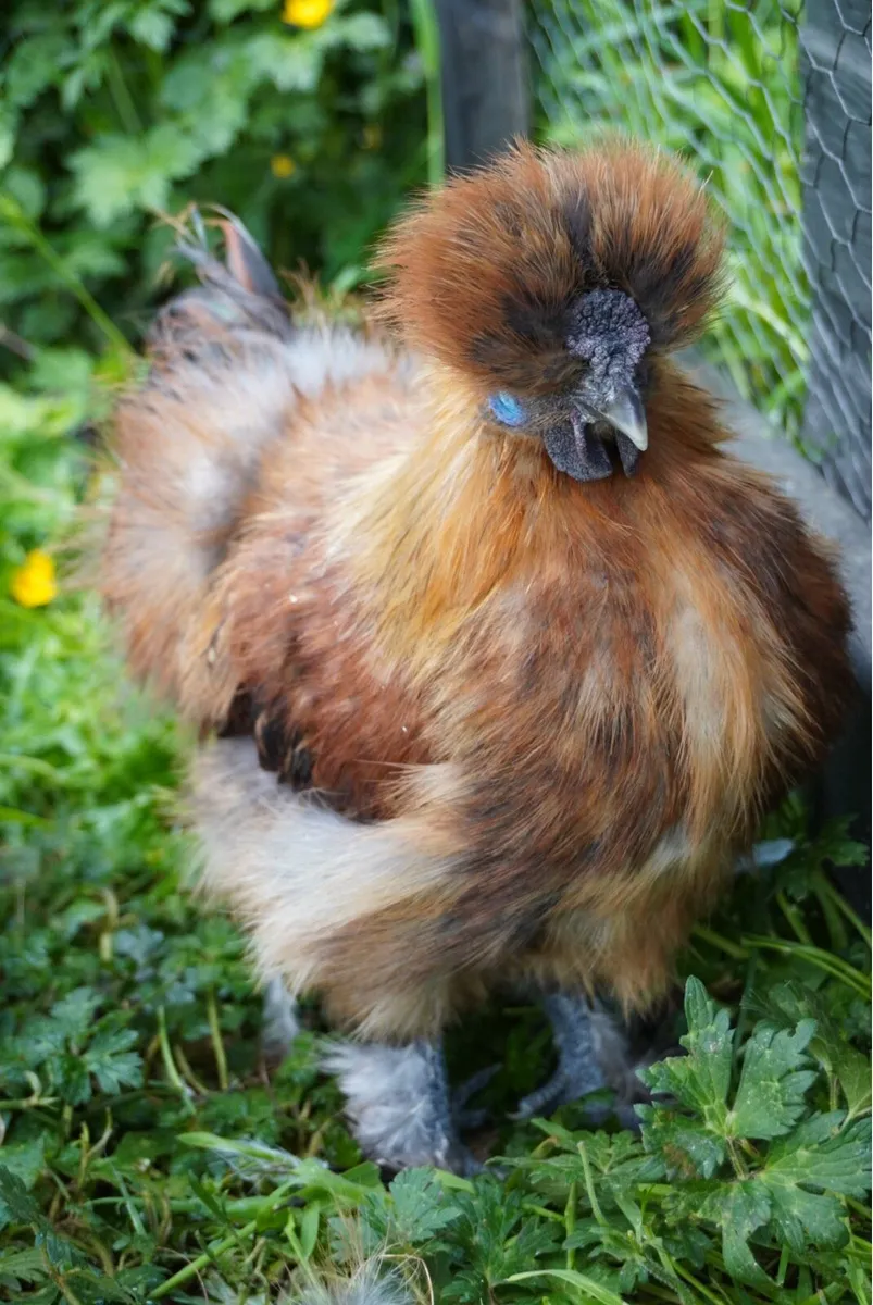 Silkie Roosters - Image 3
