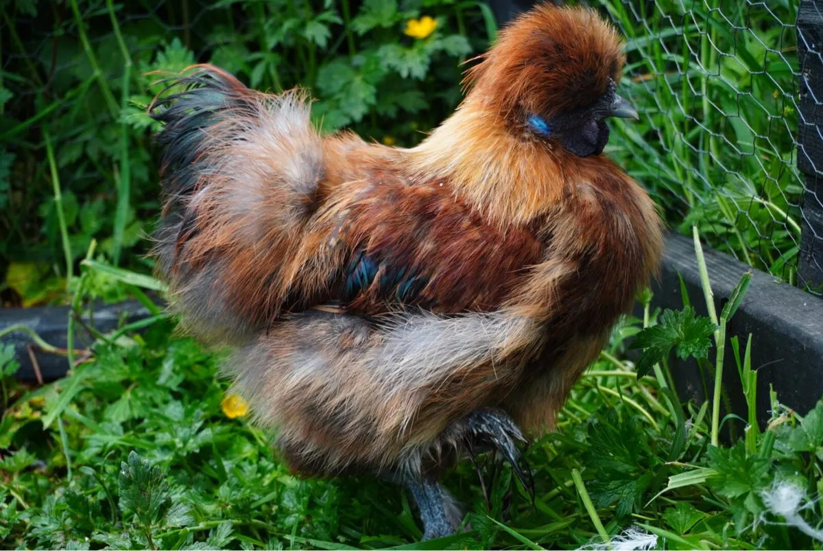 Silkie Roosters - Image 4