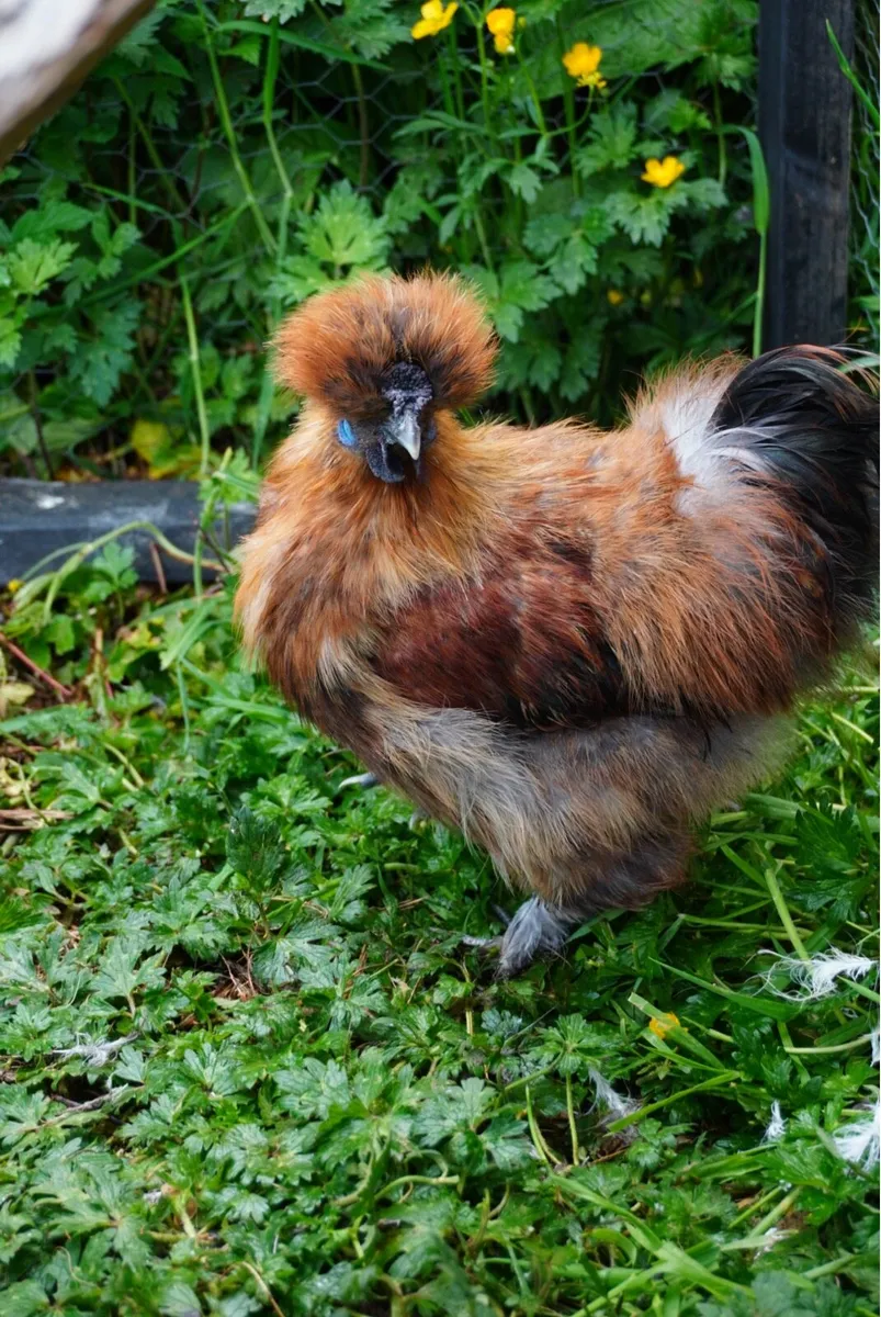 Silkie Roosters - Image 1