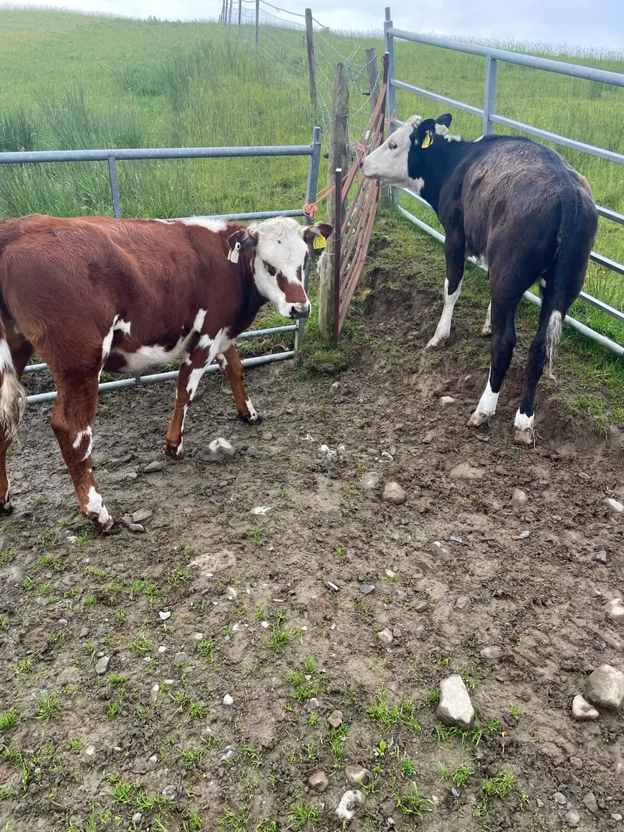 Weaning heifer - Image 2
