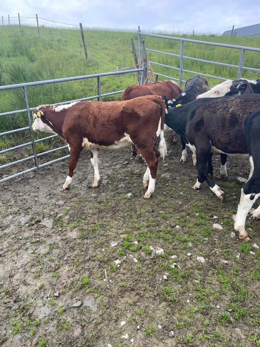 Weaning heifer - Image 3