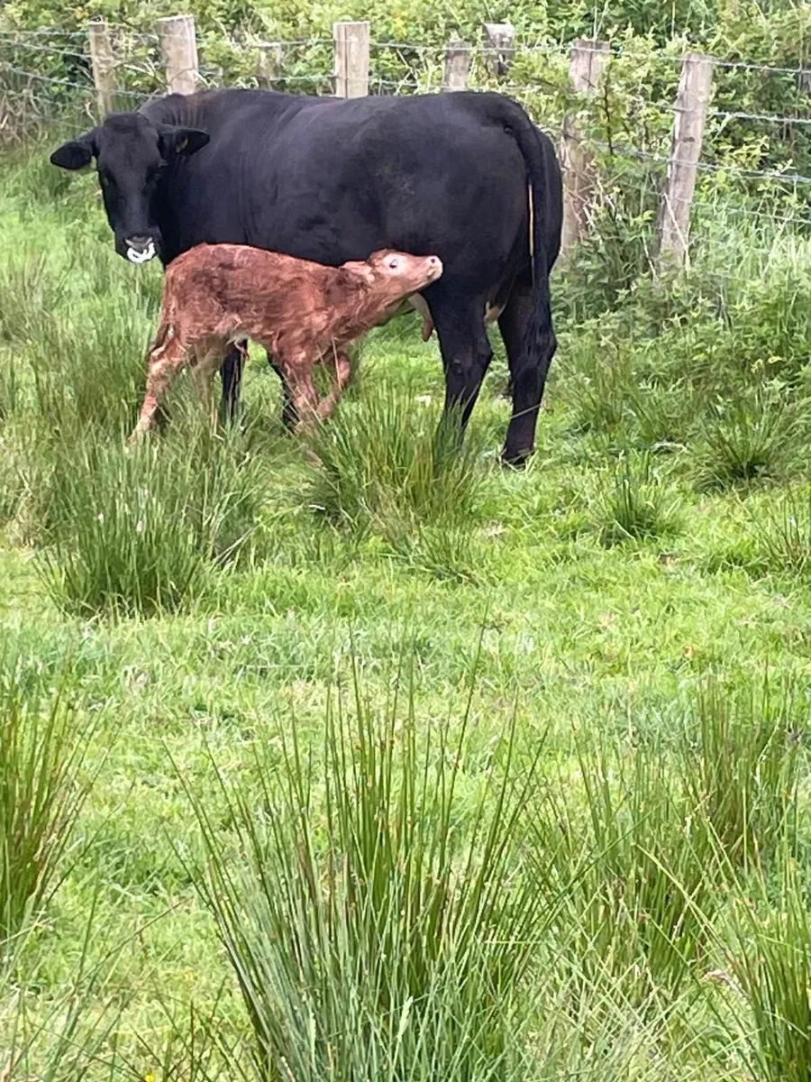 Purebred Registered Limousine Bull - Image 2