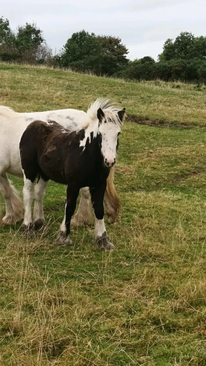 Choice of yearling colts - Image 3