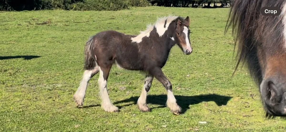 Smart looking colt - Image 2