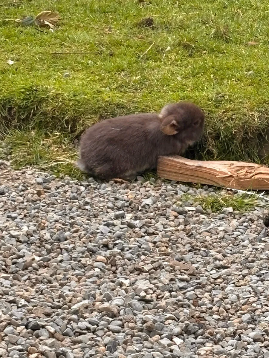 Rabbits - Image 1
