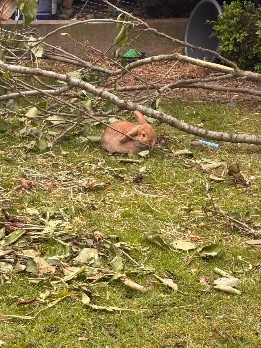 Rabbits - Image 2