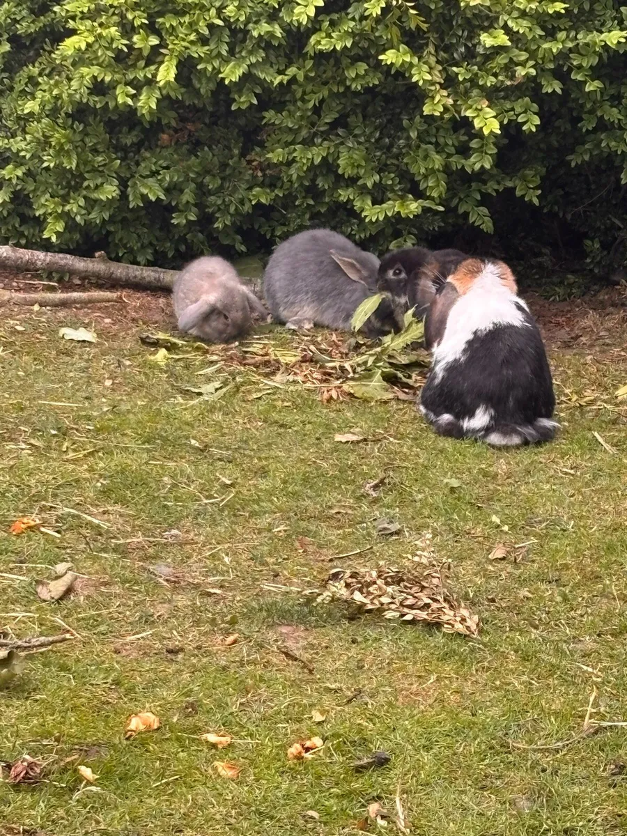 Rabbits - Image 3