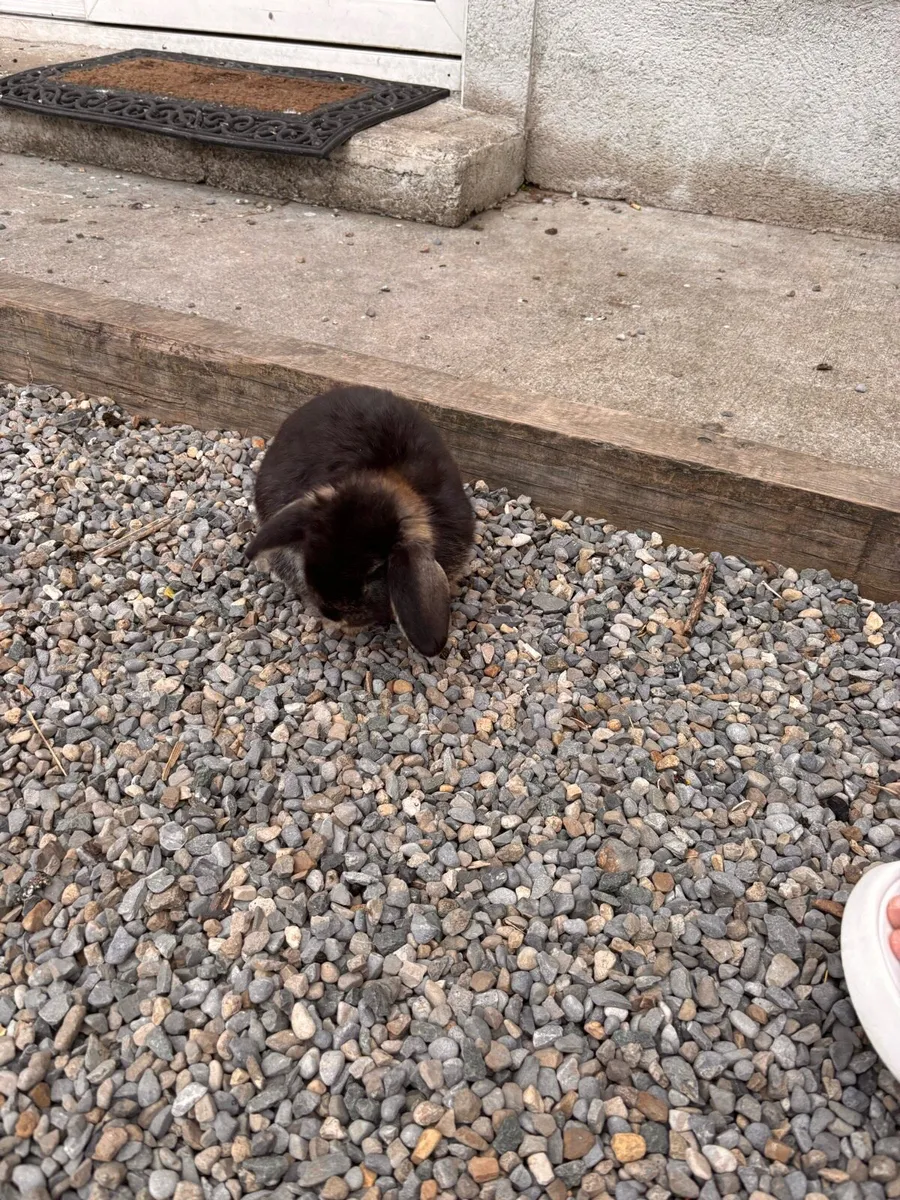 Rabbits - Image 4