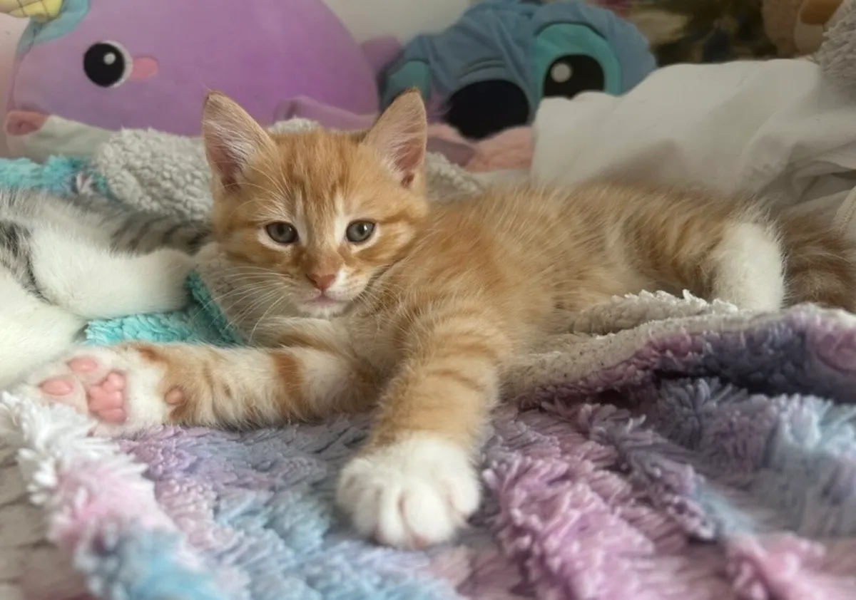 Kittens - Image 1