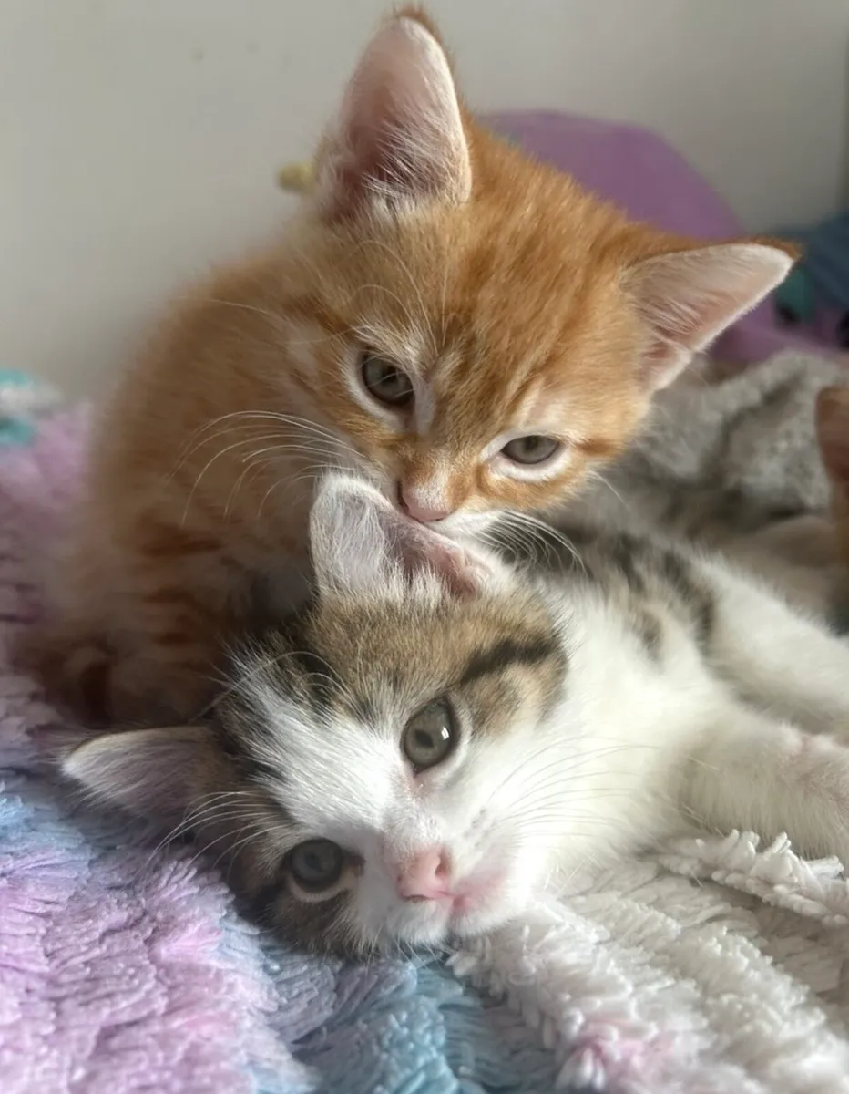 Kittens - Image 2